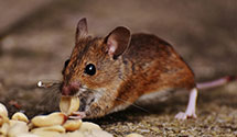 thermal-imaging-pest-detection Experts in Wing River